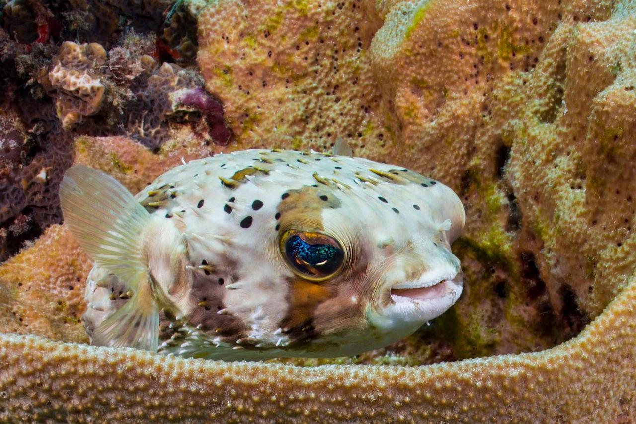 Den Laman - Balloonfish Playa Buitenkant foto